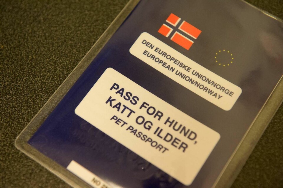 Reglene for å ta med hunden på ferie er strengere enn du tror