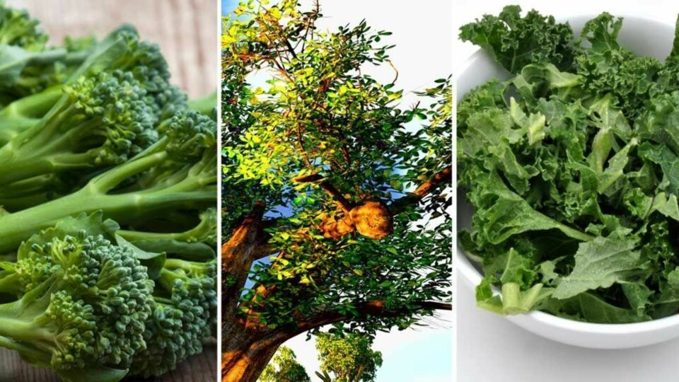 SUPERMAT: Brokkolini, baobab og grønnkål er på lista over de 7 supermat-variantene.