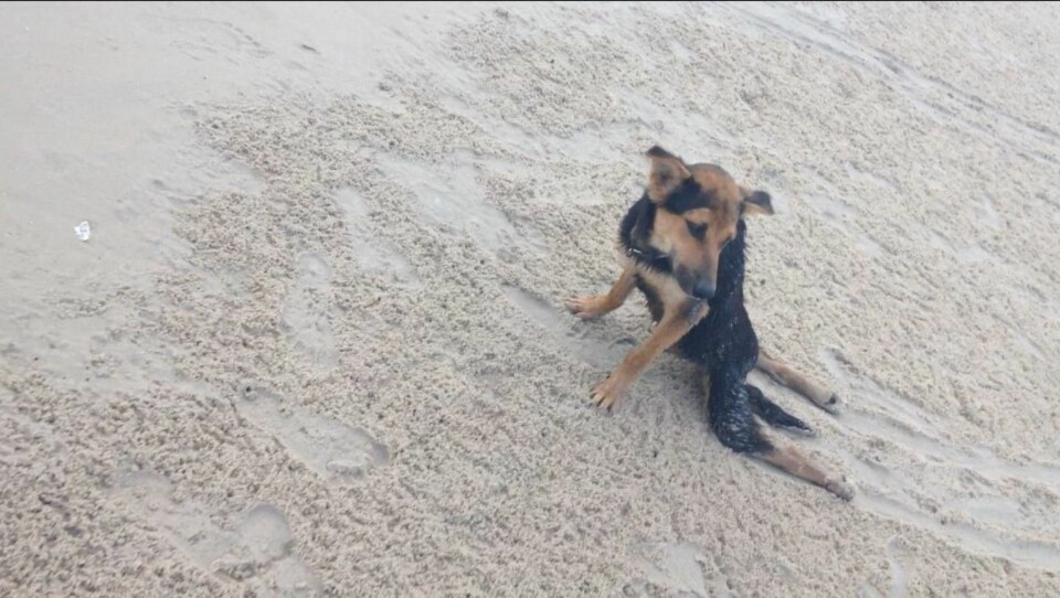 LEO slik Megan Penman fant ham på stranden hun gikk på.