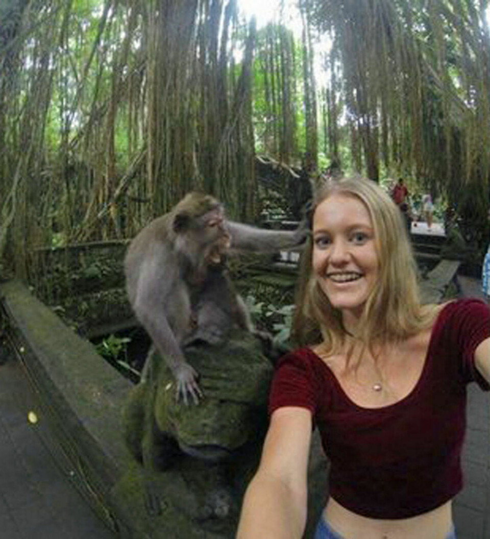Dette er det som skjer når du vil ta selfie med en apekatt