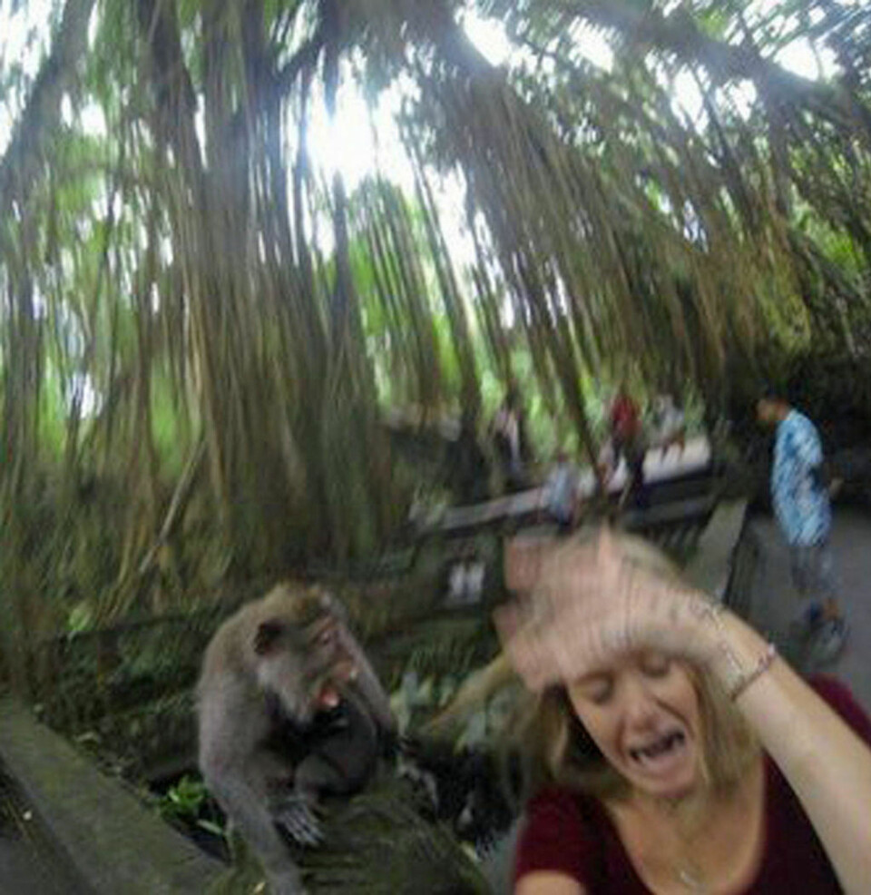 Dette er det som skjer når du vil ta selfie med en apekatt