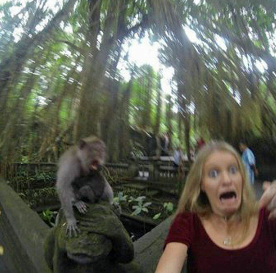 Dette er det som skjer når du vil ta selfie med en apekatt