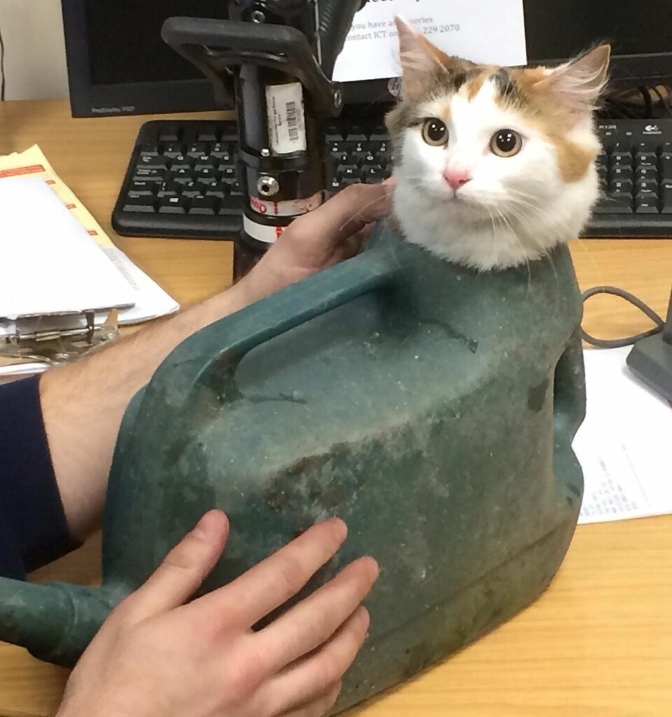 Katten Maya har rotet seg opp i mange kinkige situasjoner - dette er kanskje den merkeligste.