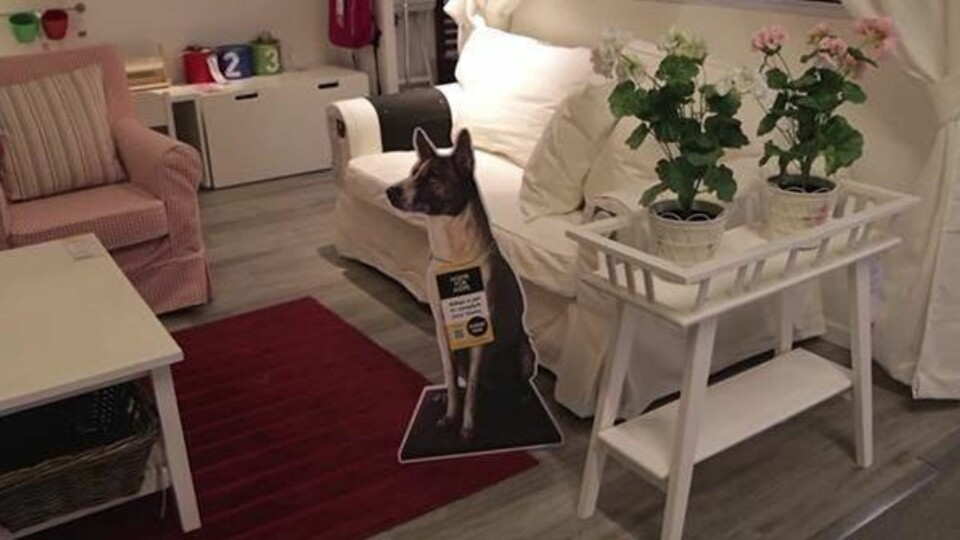 I STUA: Får du lyst til å ta med deg denne hunden hjem sammen med sofaen?