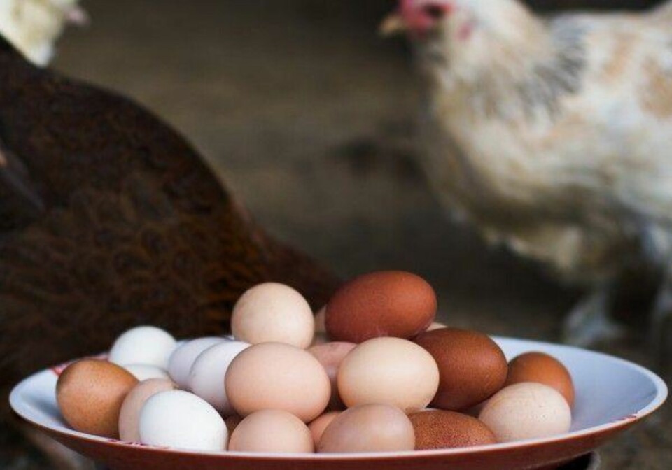 GÅRDEGG: Egg fra lykkelige høner rett fra gården.
