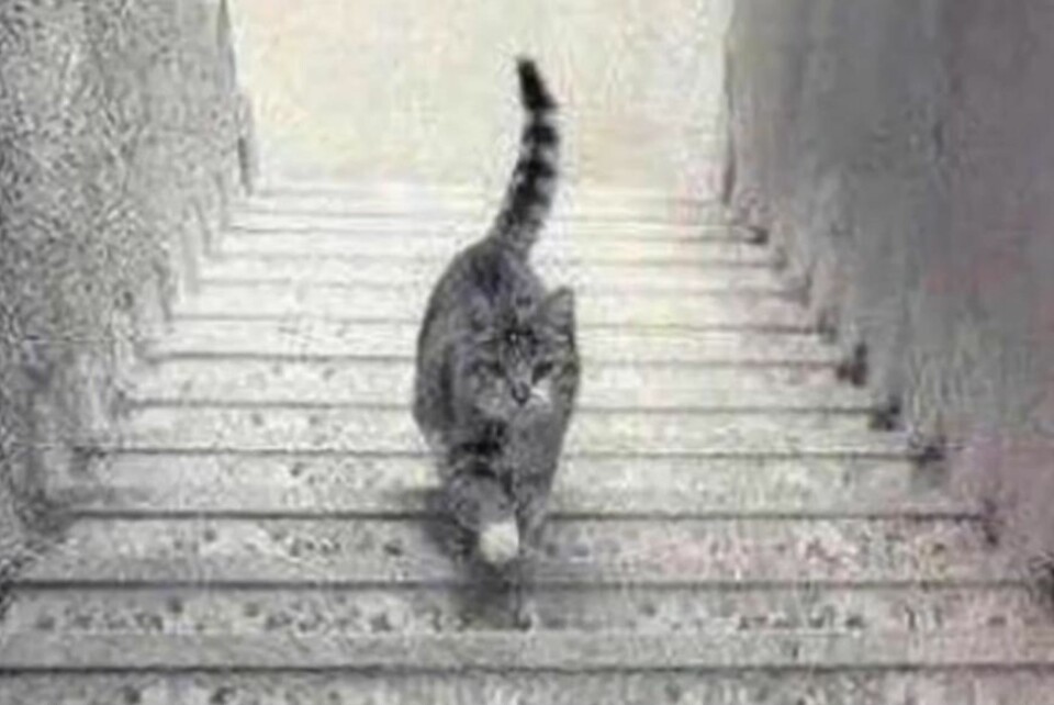 Går denne katten opp eller ned?
