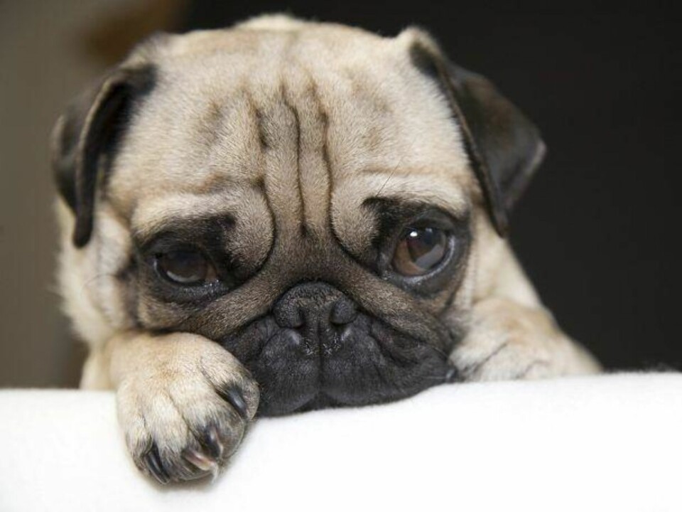 Hunden din blir påvirket av ditt stress, i mye større grad enn du tror.