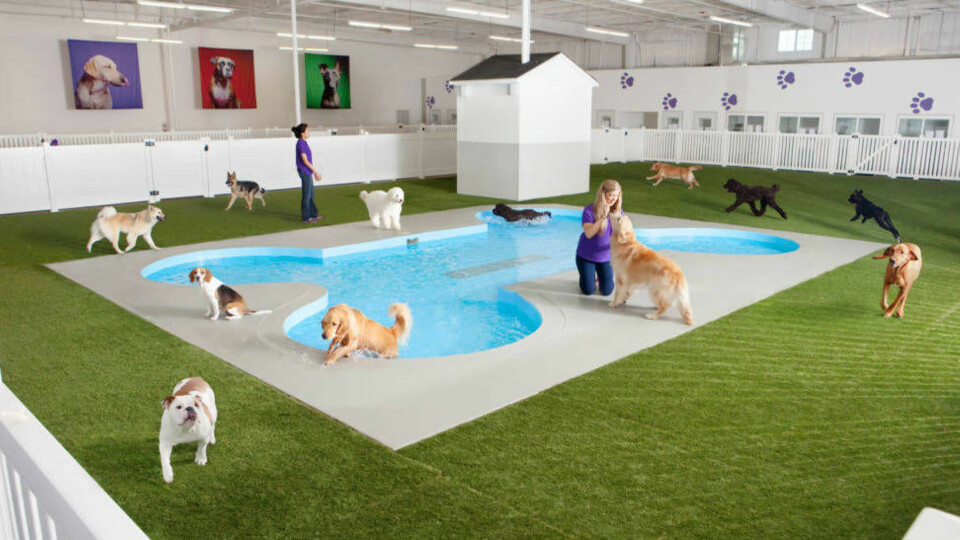 HUNDEBEIN: Hundehotellet vil ha et eget svømmebasseng, selvfølgeluig formet som et kjøttbein. Illustrasjon: ARK Development