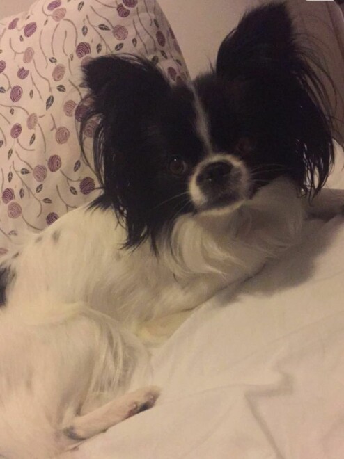 Hunden ser kanskje ut til å like seg aller best i senga, men du gjør lurt i å prøve å venne den til å sove i et eget rom.