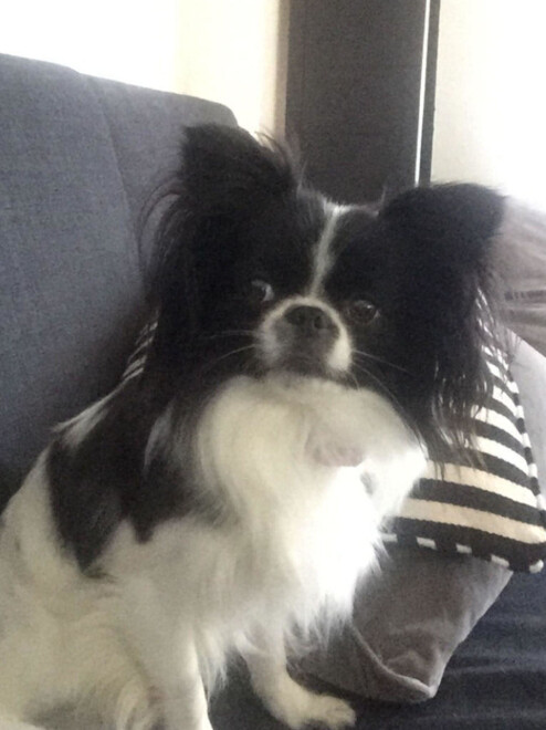 Derfor vrir hunden hodet på snei
