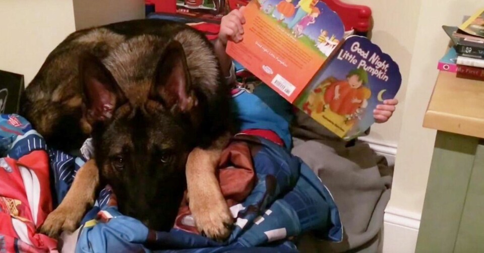 Hunden Baron hjelper gutten Alexander å legge seg om kvelden
