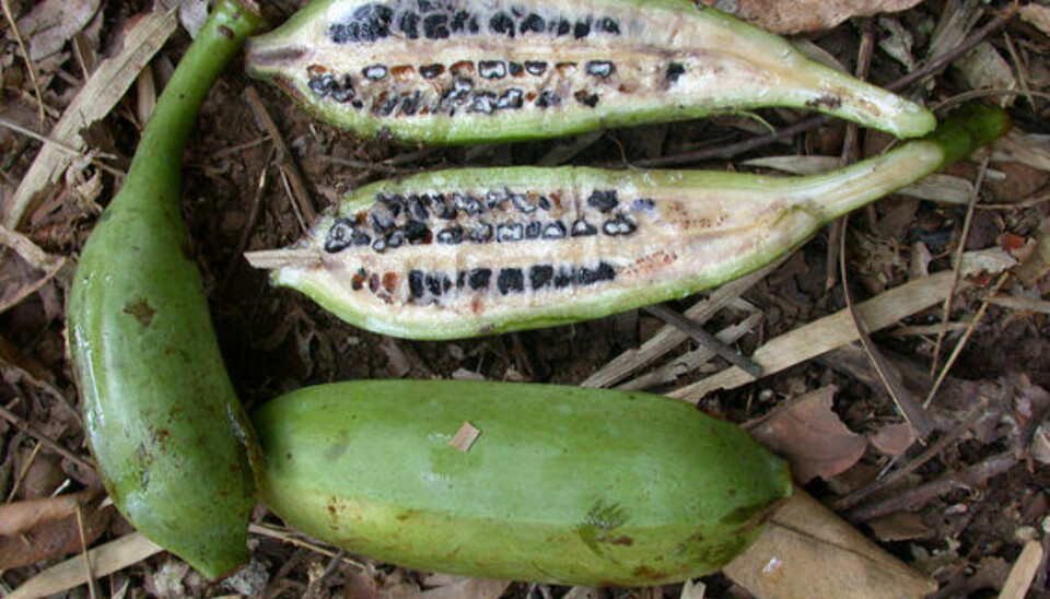 BANANEN før menneskene avlet frem dagens populære variant.