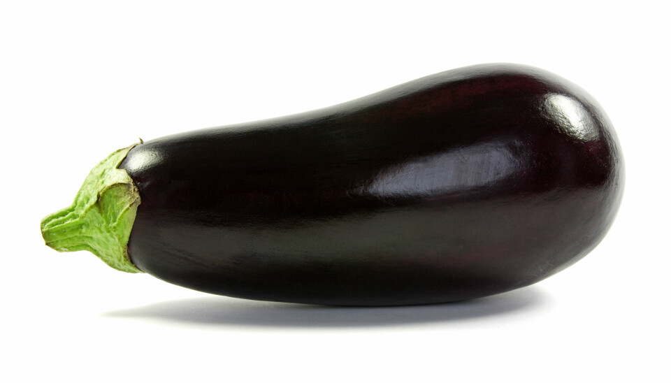 AUBERGINE i dag er som oftest lilla.