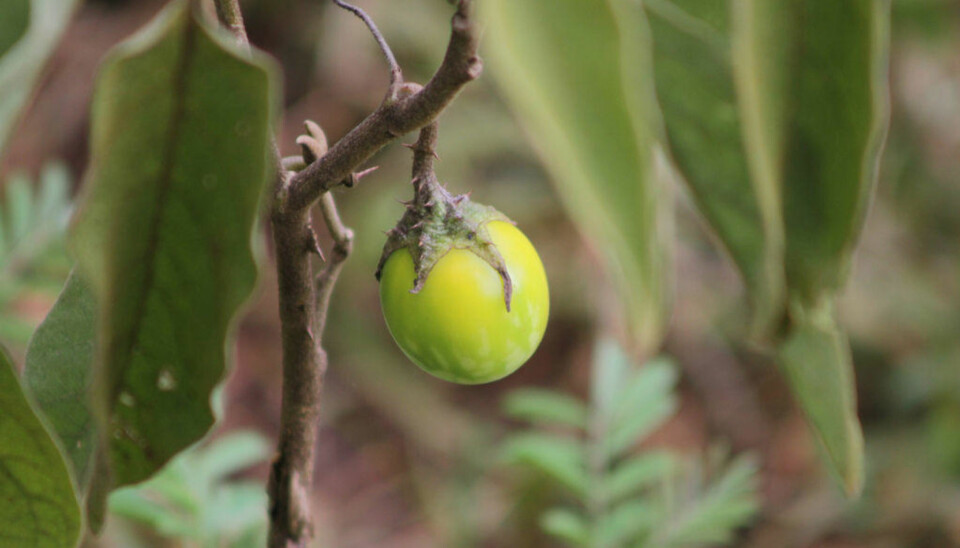 SLIK KUNNE aubergine se ut før i tiden.
