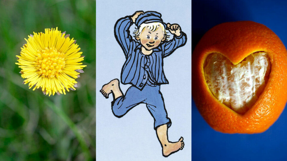SPRÅK: Hestehov, bølle og oransje er vanlige ord i dag. Men hvorfor bruker vi akkurat disse ordene?