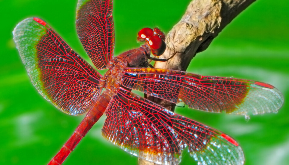 Vet du hvorfor du sier disse ordene?