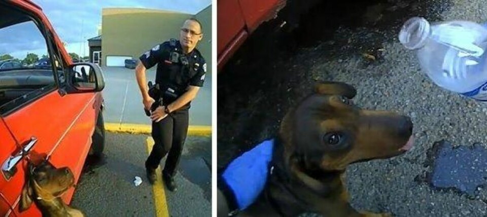 REDDET: Den lille hunden ble funnet hengende livløs ut av bilvinduet. Etter noen minutter våknet den imidlertid til liv igjen. Foto: Arkansas City Policedepartment / Facebook