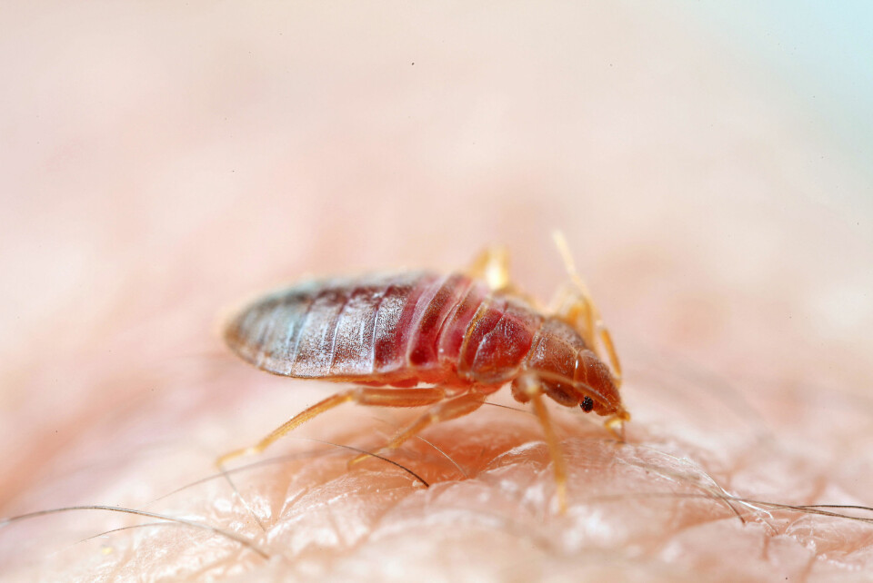 ØKENDE PROBLEM: Et voksent veggedyr er 4-5 millimeter langt, med bred oval kropp. Fargen varierer fra blek gul/brun til rødbrun etter at den har sugd blod. Foto: Anticimex / NTB scanpix