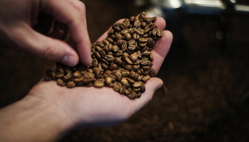 KAFFEBØNNE: Kaffeplantene kan bli skadelidende i varmere temperaturer.