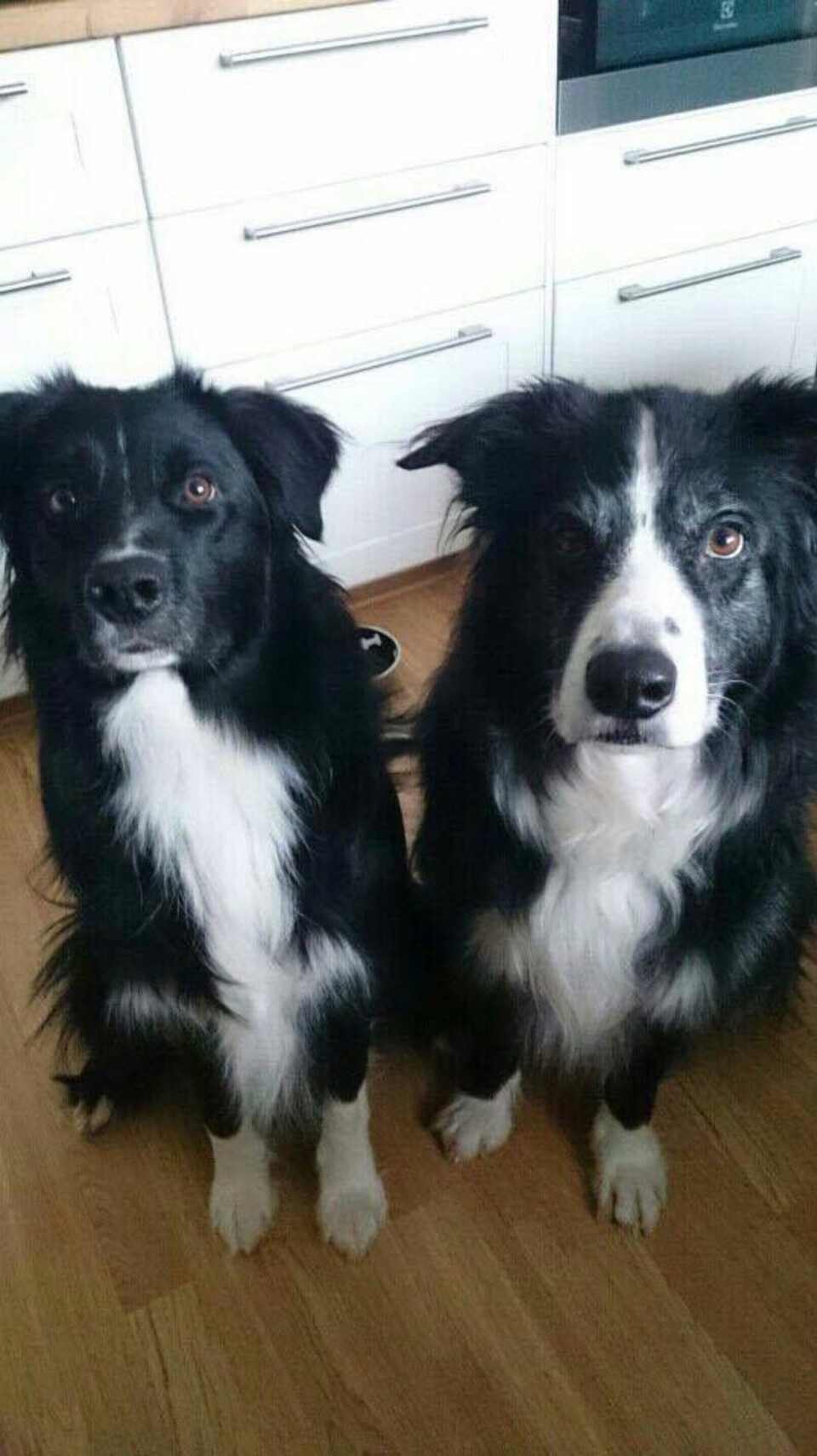 Hunden Diesel døde på nyttårsaften: - Veterinæren sa det mest sannsynlig var stress som fikk hjertet hans til å stanse