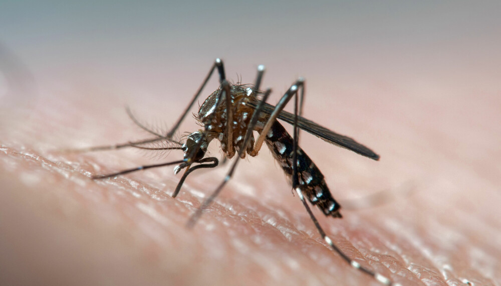 MYGGSTIKK: Myggen kommer med sommeren, og det kan være skikkelig ubehagelig å bli stukket. Dette gjør du når du eller barnet ditt blir stukket av mygg. Foto: Getty Images