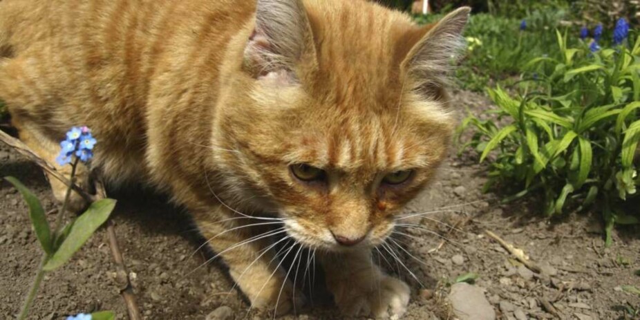 HOLDE KATTER UNNA HAGEN: Katten liker myk jord, blomsterbed er derfor et egnet sted å legge igjen avføring.