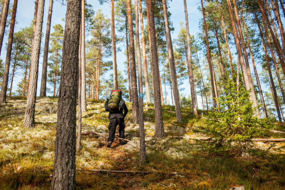 FINNSKOGLEDEN: På vei mellom Morokulien og Håvilsrud.