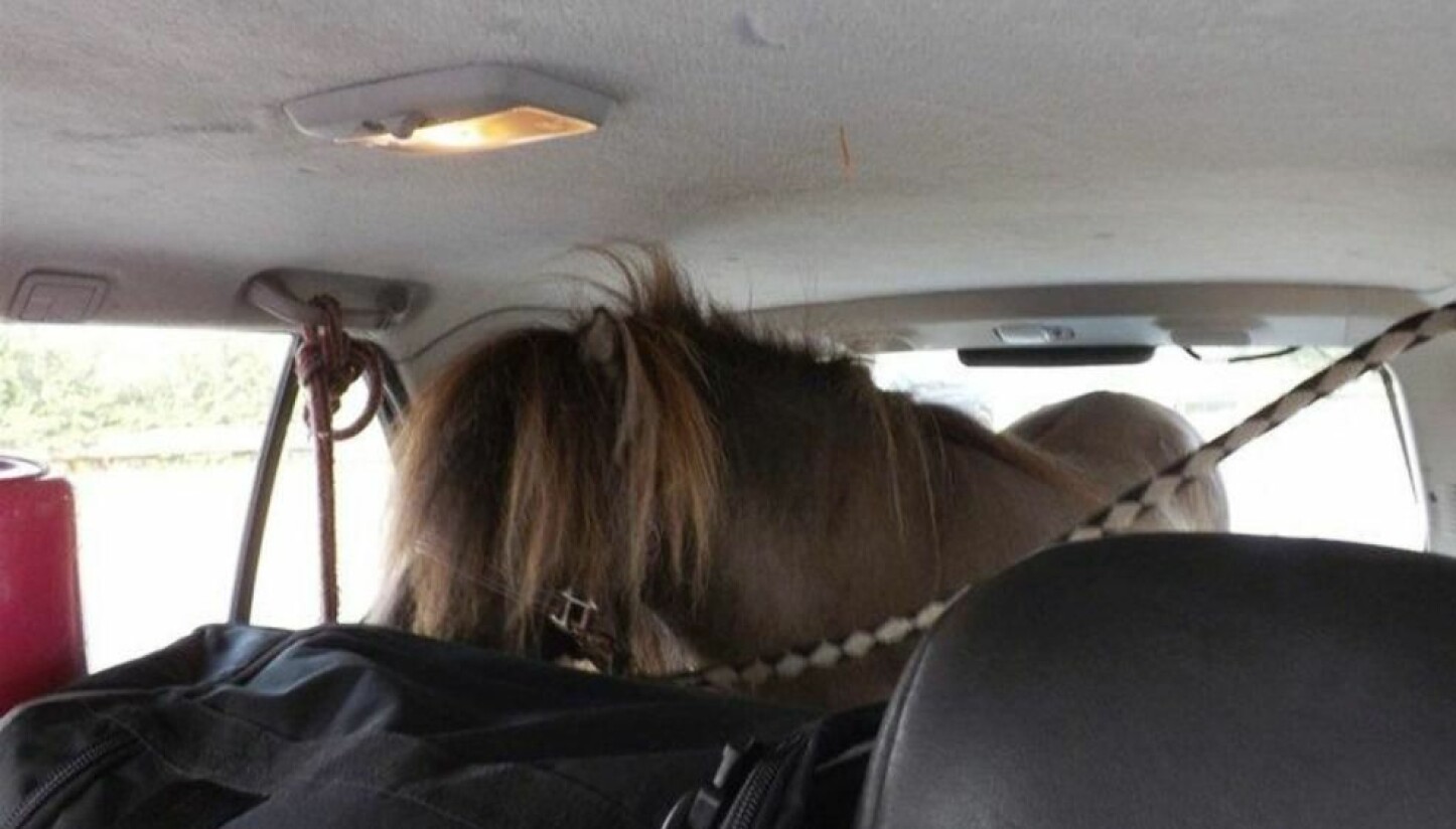 Denne dyretransporten er virkelig noe for seg selv - her står ponnien tjoret fast i bagasjerommet på bilen.