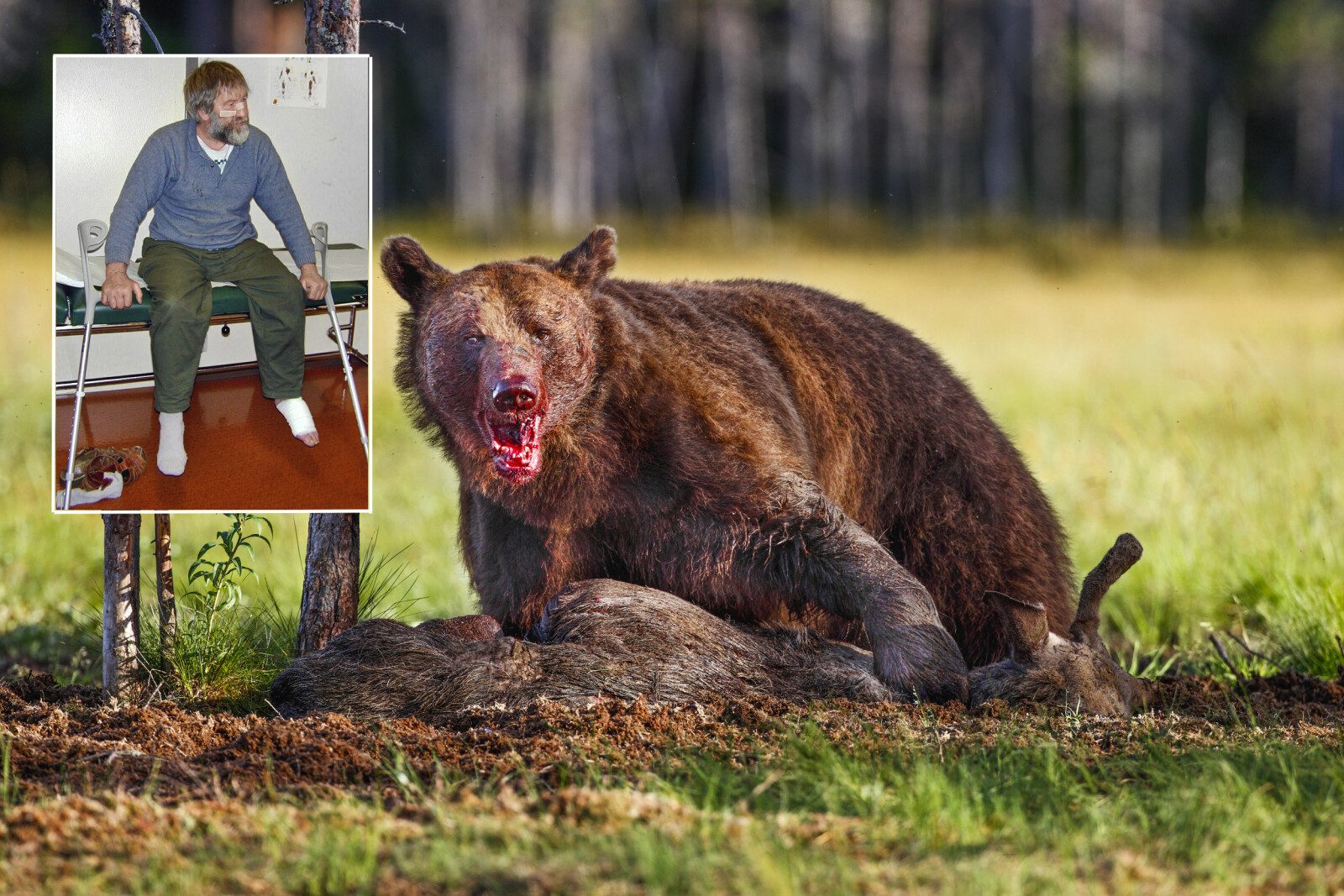 <b>ANGREPET:</b> I 2000 ble sauebonden Arne Sig­mund Øver­gård angrepet av bjørn. Bjørnen på bildet er ikke samme bjørn som angrep Arne.