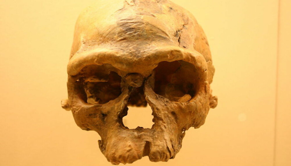 <b>ELDGAMMEL: </b> Denne hodeskallen, kalt Jebel Irhoud, er 315.000 år gammel