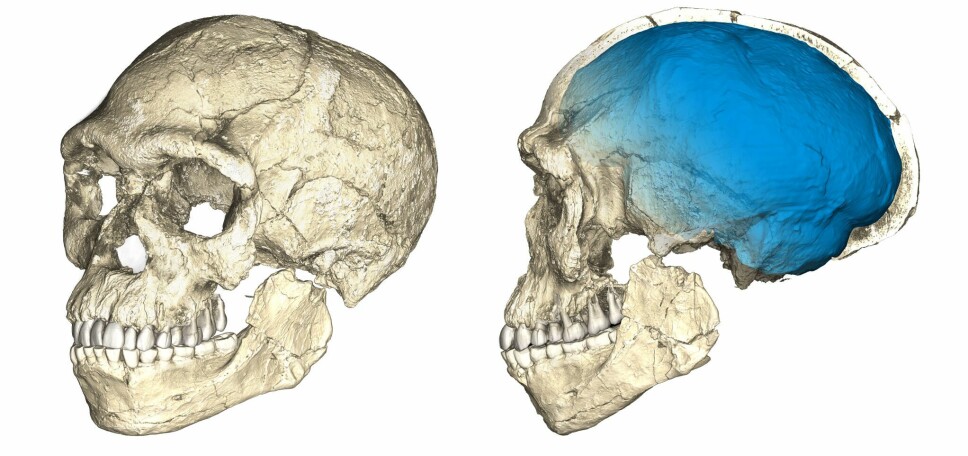 Rekonstruksjon av den 315.000 år gamle hodeskallen funnet i Marokko.