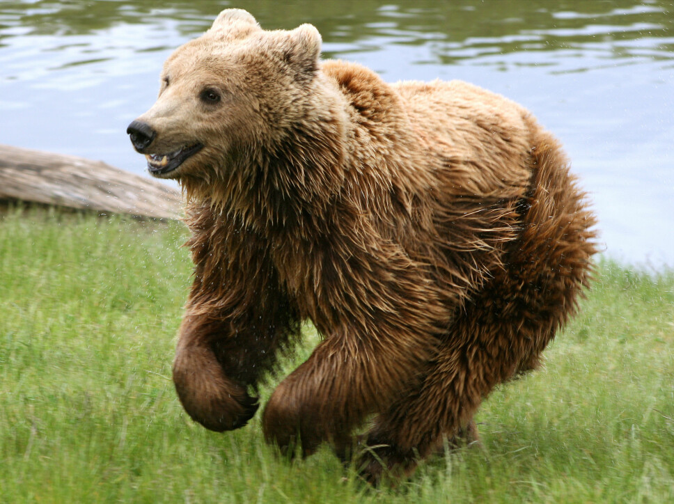 <b>IKKE LØP:</b> Er det noe du ikke bør prøve på, så er det å løpe fra bjørnen. Den kan komme opp i en fart på 60 kilometer i timen, og så fort er det ingen mennesker som løper.