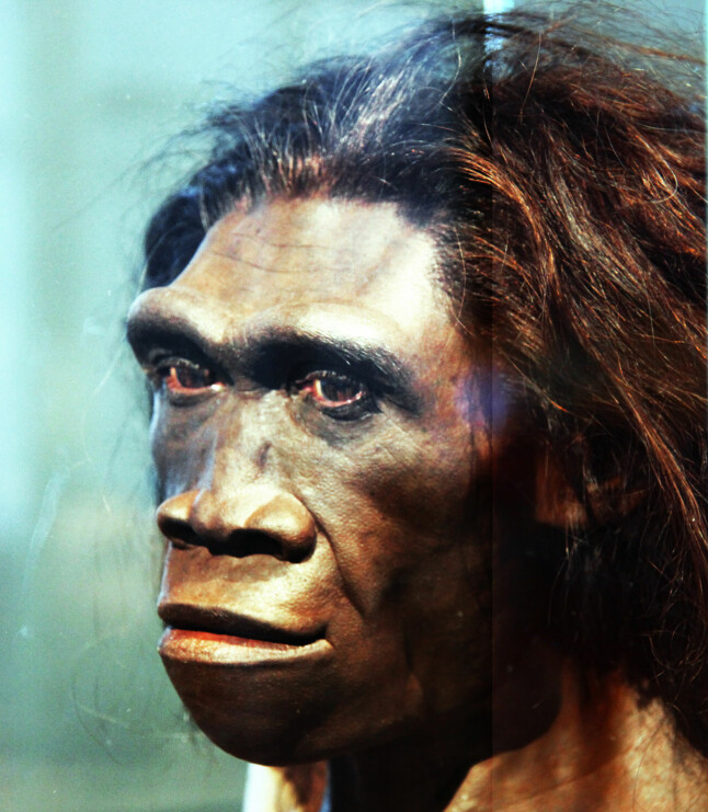 Rekonstruksjon av Homo erectus av John Gurche. Fotografert av Tim Evanson.