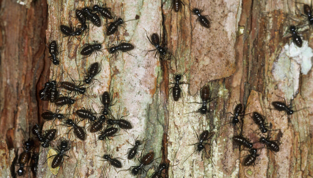 Ikke undervurder maurene: På Borneo ble jeg angrepet av en skokk maur fordi jeg var dum og uoppmerksom. Det finnes 285 forskjellige typer brannmaur, eller ildmaur, og de er alle giftige.