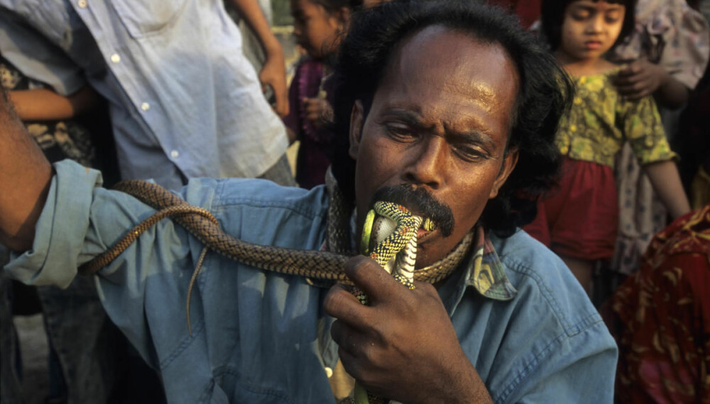 Ber om bråk: Slangetemmeren i Bangladesh stappet et knippe slanger inn i munnen – med hodene deres først. Han hevdet noen av dem var giftige.