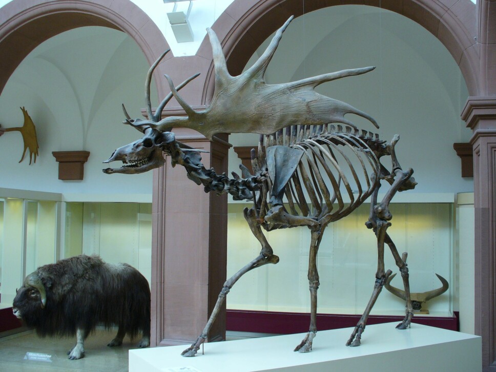 Skjelett til en irsk kjempehjort (Megaloceros giganteus)