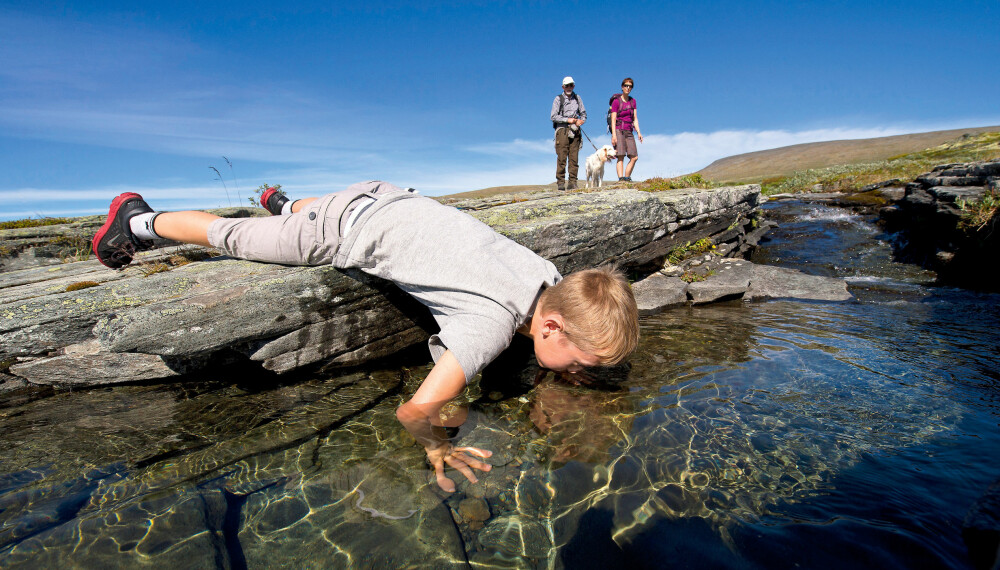 VERDENS BESTE VANN: Kristian slukker tørsten i en bekk på Dovrefjell.