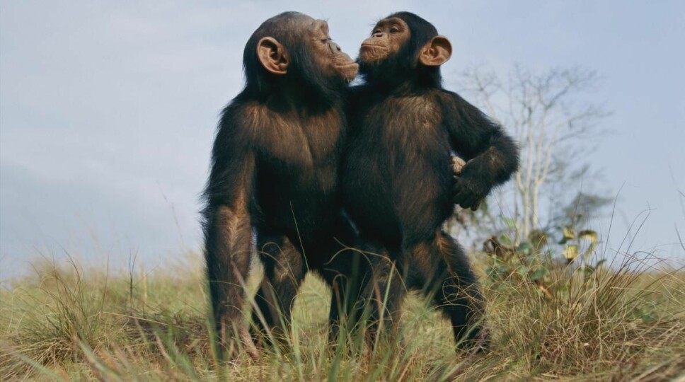 <b>LEVER LENGER: </b>Enkelte sjimpanser lever lenger enn andre. Forskere tror de har funnet «hemmeligheten».