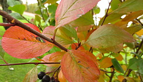 Svartsurbær eller Aronia skal ikke høstes før etter første frostnatt eller langt utpå høsten. Før den tid får du flotte farger og sunne bær.