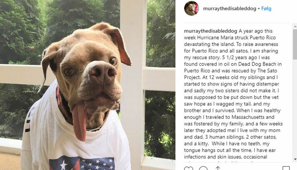 MURRAY: Hunden som ble dumpet på en strand i Puerto Rico, men som senere fikk et kjærlig hjem.