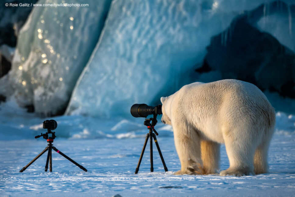 Roie Galitz vant også en utmerkelse for dette bildet av en isbjørn på Svalbard som prøver seg som fotograf.