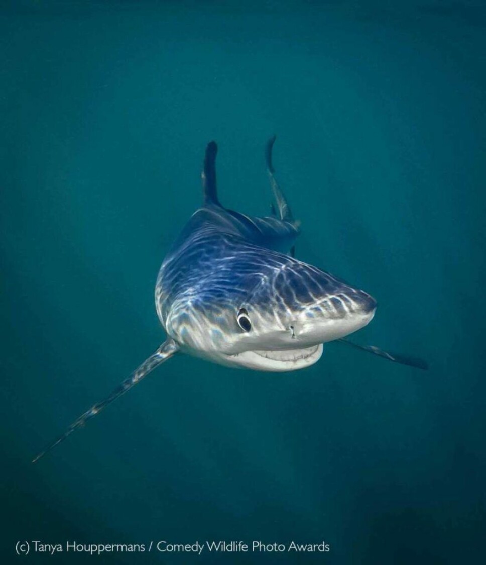 <b>Og til slutt:</b> Tanya Happermans vant kategorien «Under the Sea» med denne blåhaien som smiler til kamera.