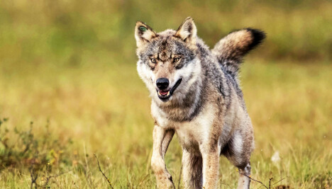 KAN GÅ LANGT: Det er vist at radiomerkede ulver i Skandinavia har gått over 100 mil i luftlinje.
