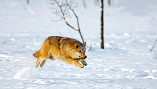 <b>ULV FRA ØST: </b>Det kommer stadig nye ulver inn fra Sverige.
