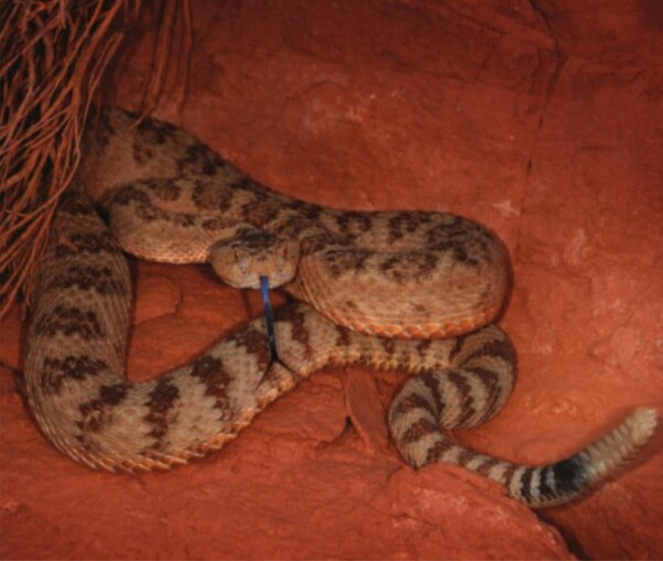 <b>KRYPDYR: </b>Klapperslangen diamondback er ikke uvanlig å treffe på i ørkenen.