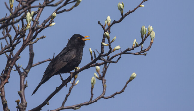 <b>DU VET DET ER VÅR NÅR ...:</b> Når svarttrosten synger i tretoppene – da vet du at våren har kommet!