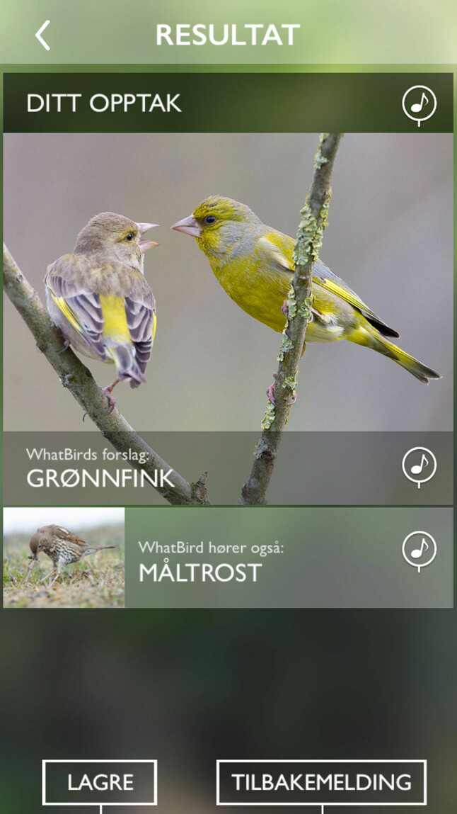 <b>NYTTIG APP</b> Ablemagic AS i Trondheim har utviklet en applikasjon til smarttelefonen som kan fortelle deg hva slags fugl du hører når du går ute i skogen. Appen heter WhatBird og kan lastes ned fra App Store og Google Play.