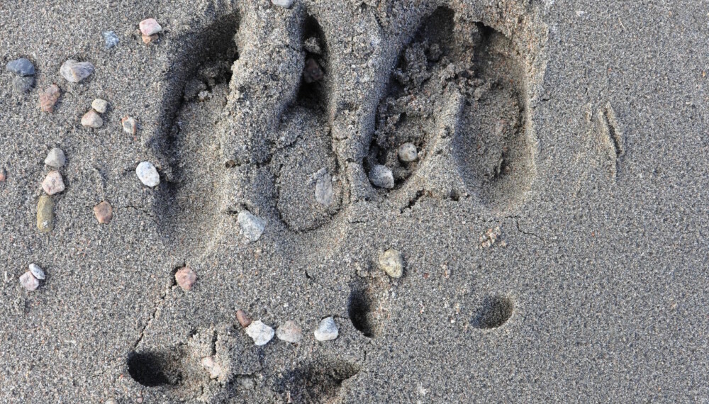 <b>SPOR ETTER "KONGEN":</b> Her har elgen satt tydelige avtrykk i sanden. (Foto: Chris Appleby)