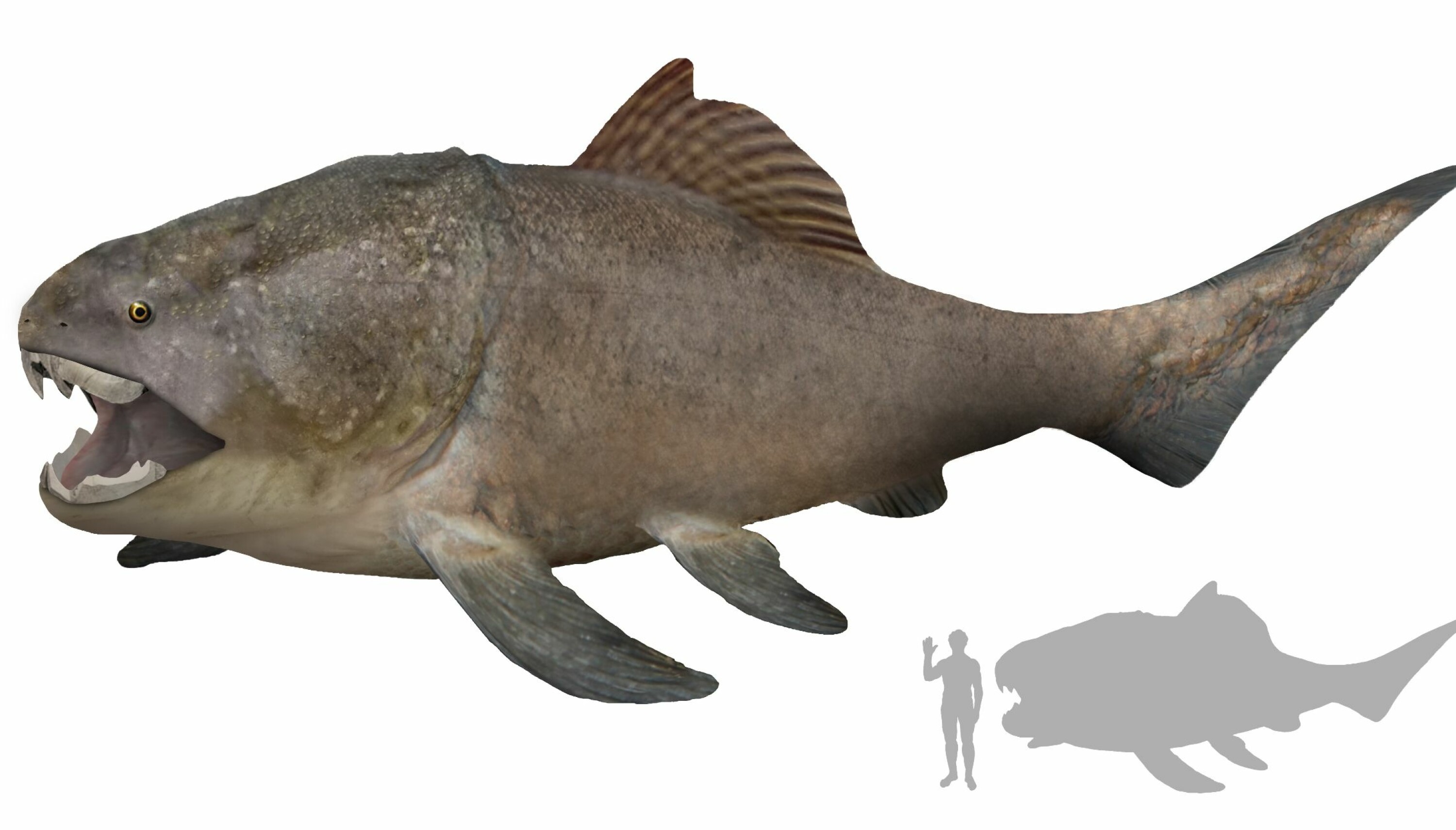 REKONSTRUKSJON: Slik tenker man at Dunkleosteus terrelli kan ha sett ut.