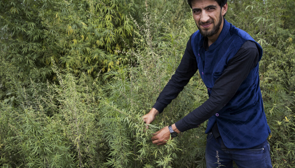 VOKSER VILT: Elias viser frem noen av marihuana buskene som vokser i store mengder langs veien mellom Srinagar og Pahalgam.